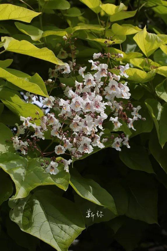 catalpa bignonioides aurea美國梓樹品種,葉黃綠色,比較鮮亮,很多