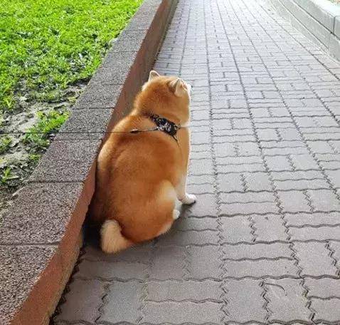 柴犬一天只吃一餐,体重却不减反增,连带着身边的狗狗也胖了_手机搜狐