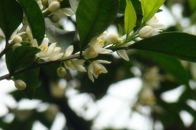 庭院十大香花树,你喜欢哪一种?