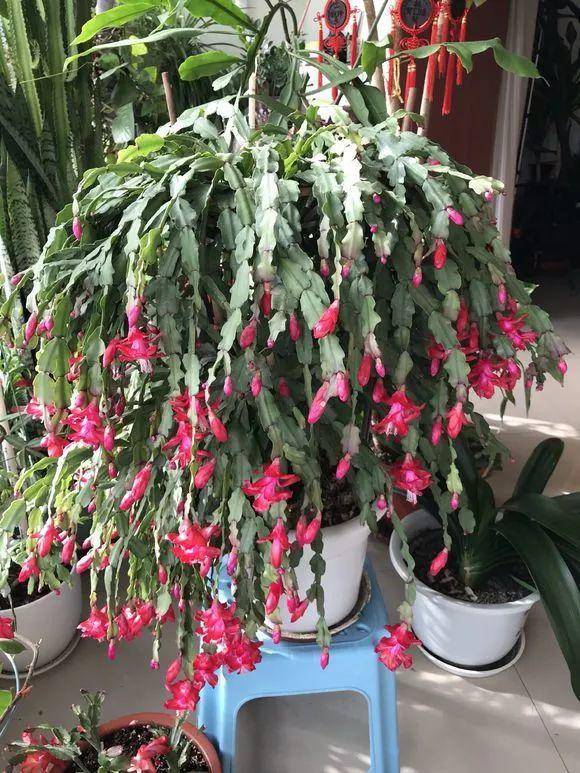 夏天养蟹爪兰,注意这两点常识,叶硬花艳,到了花季花苞翻倍长