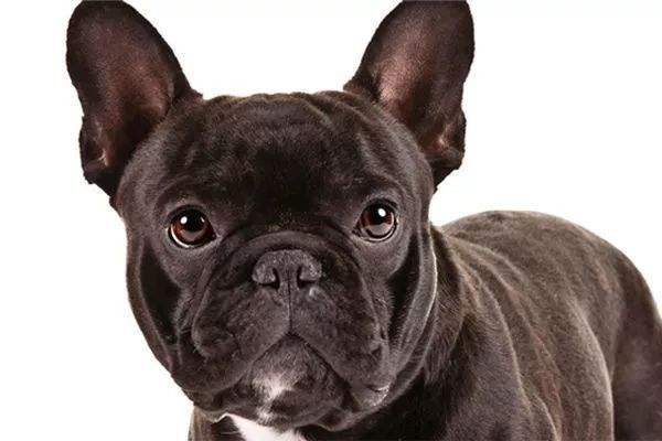 新手如何养好法斗,法斗狗狗饲养攻略大全