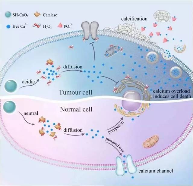 一种具有极大临床转化潜力方法被发现华东师大提出钙