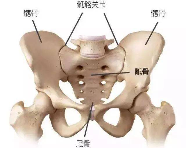 骶骨由5—6塊骶椎合成,尾骨由4—5塊尾椎骨合成了,構成骨盆的關節有