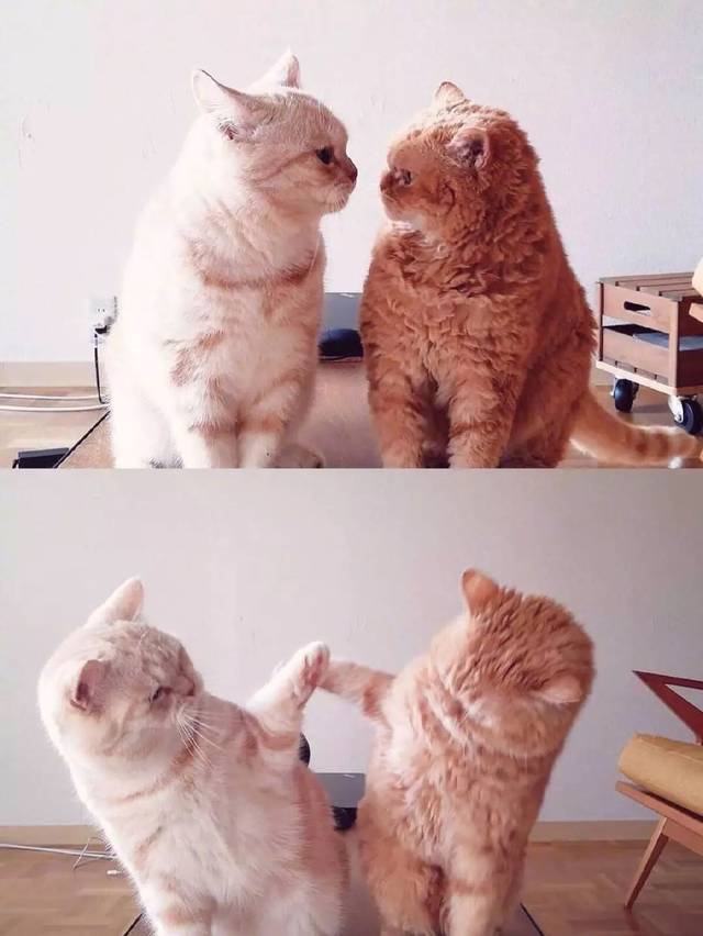 假如猫咪会发朋友圈