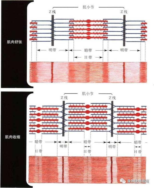 肌纤维变短的这种功能被称为收缩.