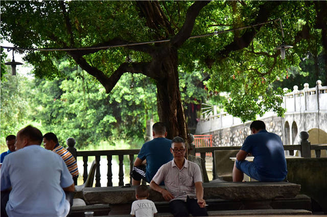 佛山老人保留着榕树下乘凉的习俗,他们说乘的不止是凉还有乡愁