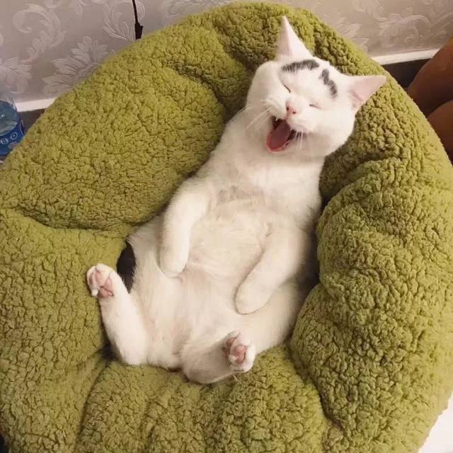 终于见到了拥有抖音百万粉丝的网红猫,囧囧的八字眉也太可爱了吧.