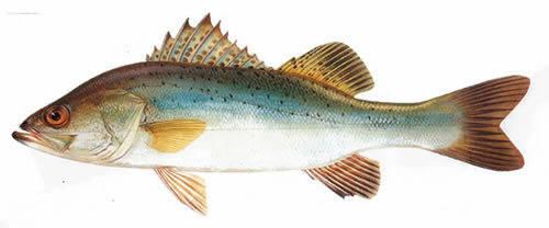 白蕉海鲈与淡水鲈鱼的区别,海鲈鱼怎么做好吃?