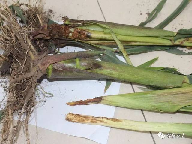 玉米的茎基腐病与小麦的茎基腐病完全不是一个致病菌?_手机搜狐网