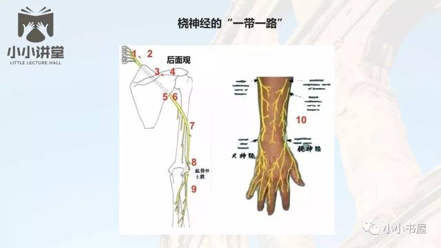 手麻的辨构诊断——桡神经篇(二)