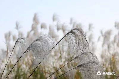 我常想起"白马入芦花,银碗里盛雪"这二句很有禅意的话,四种意像都是以