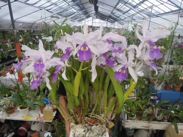 卡特兰在花期还要做到这些养护_手机搜狐网