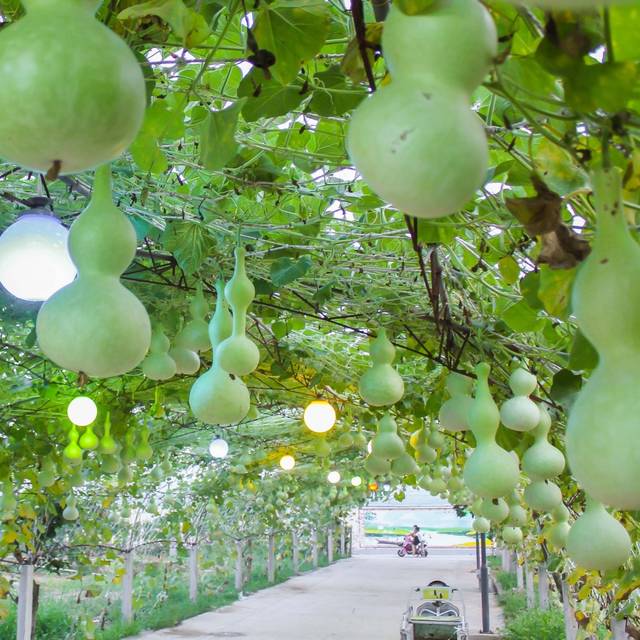 莒县长岭镇首届葫芦文化节