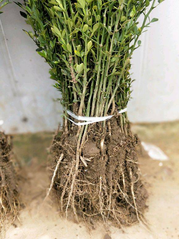 枸橘苗用途做篱笆用或嫁接砧木_手机搜狐网