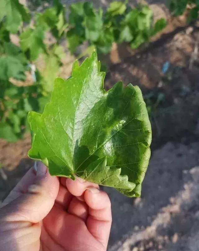 葡萄新叶现病害,这是用药不适!更多药害带你来辨