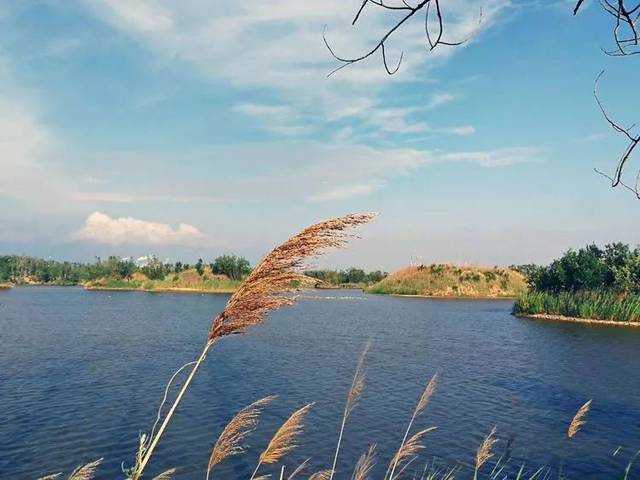 【游记】聊城马颊河两河湿地到底有多美?听听美女摄影师们怎么说