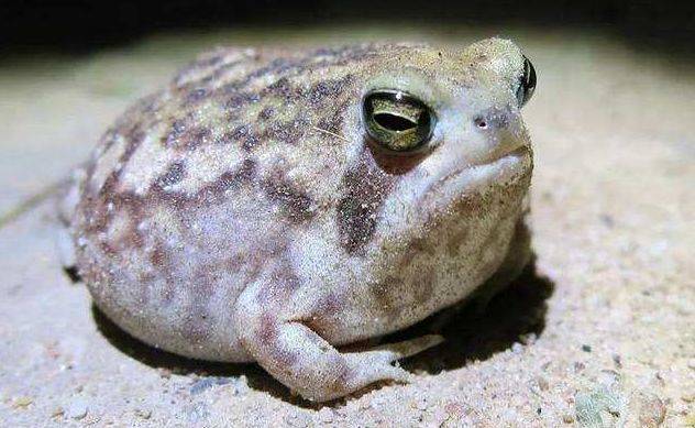 会"气爆"的青蛙,生活在沙漠,卵越过蝌蚪直接变幼蛙非常神奇