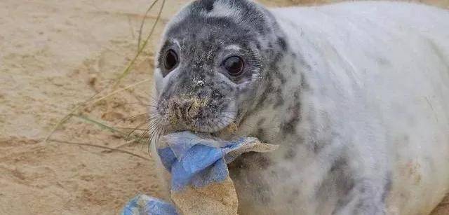 你们凭啥要把湿垃圾给猪吃?