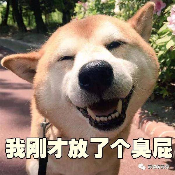 宠物狗每天放屁几次才正常?狗狗经常放屁又多