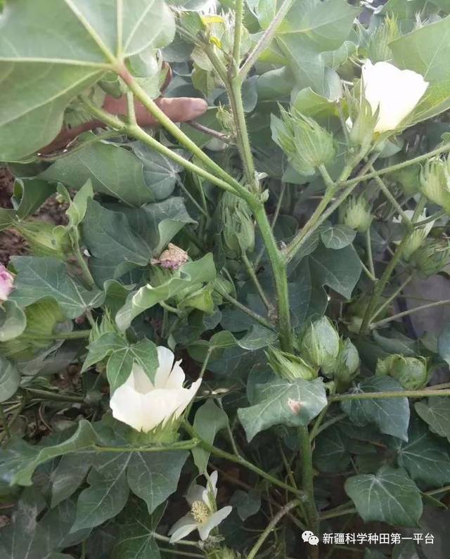 棉花花铃期这些因素才是蕾铃脱落的罪魁祸首