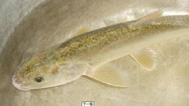 青海湖裸鲤鱼种培育水质调节技术