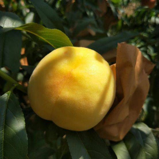 香甜爆汁,桃香四溢的黄金宝,一口夏天!