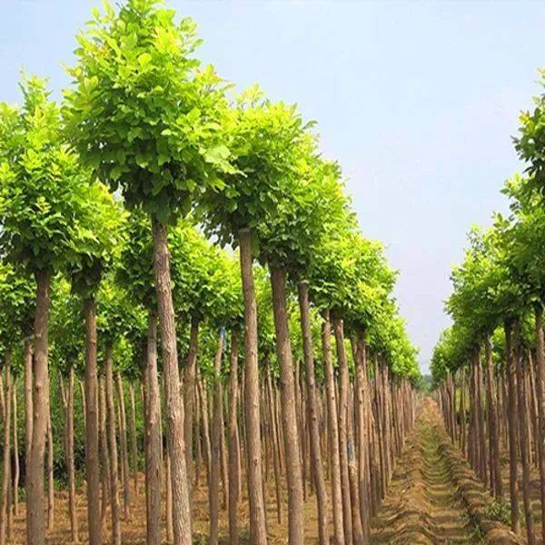 原创乡土树种将成为绿化建设的主力军,市场可观,这7个树种值得大力