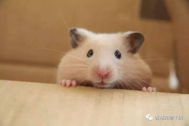 仓鼠为什么会吃同类?