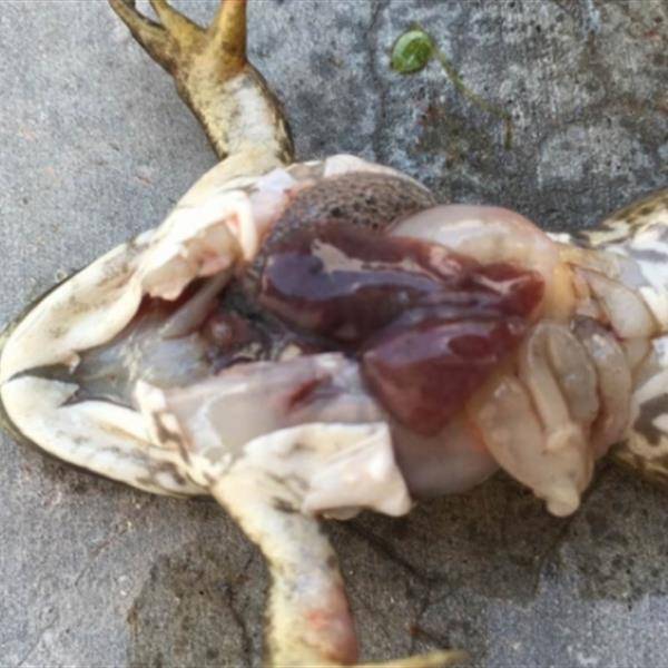 牛蛙肝脏病变引起脂肪肝导致死伤严重,如何防控?