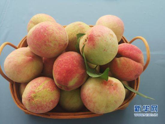 福安水蜜桃有"闽东仙桃"之称.新华网 刘丰 摄