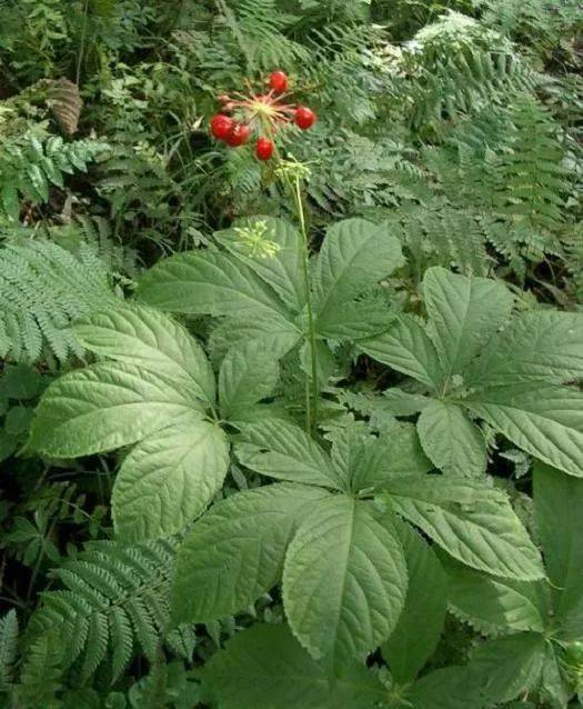 井陘老太精心種植草藥人參但真相有點怪