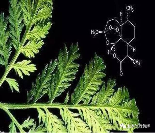 连载二荣获诺贝尔的青蒿素原来在中国古方中早有记载