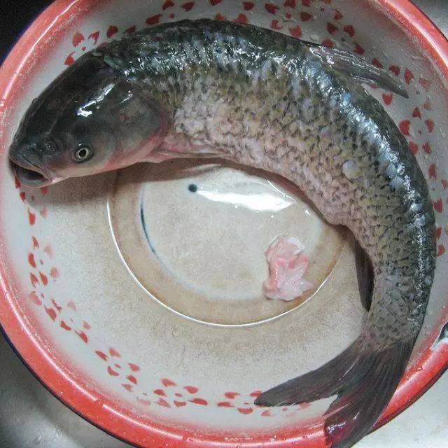 爱吃鱼的有福了,啤酒炖草鱼,家常做法太简单