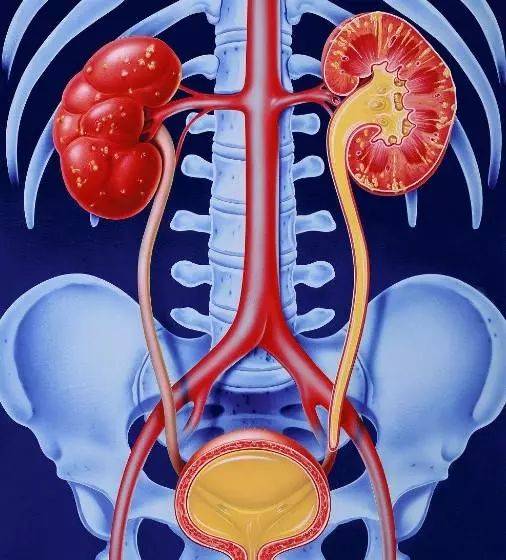 如图所示五脏肝心脾肺肾六腑胃大肠小肠三焦膀胱胆人体内脏器官的统称