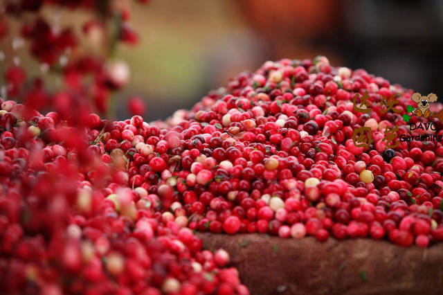 美的让人窒息的北美蔓越莓收获季