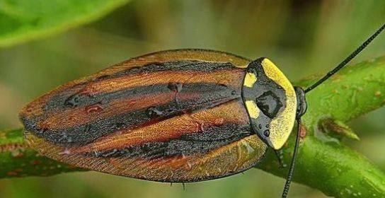 能够一生二,二生三,三生万物……比如美洲大蠊,一生可以产下的卵囊数