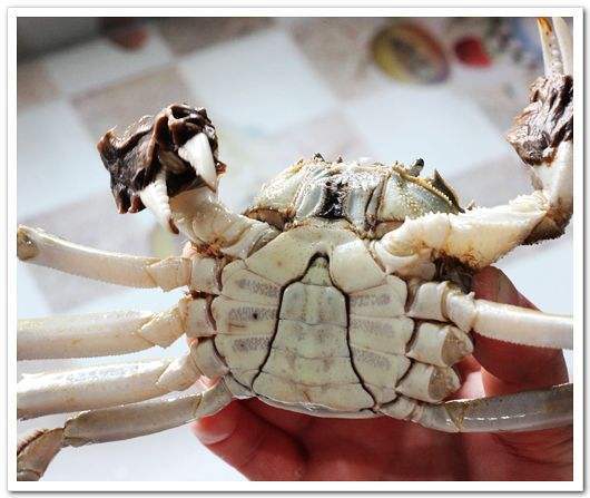 大闸蟹详解四外部特征腹部甲胄