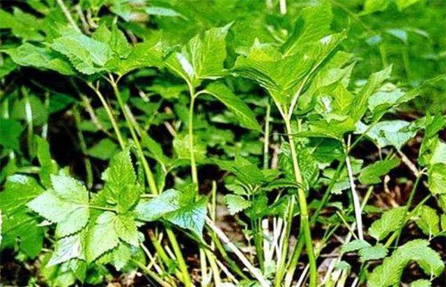 大叶芹的生物学特性,以及7大栽培技术,帮你提高产量和质量