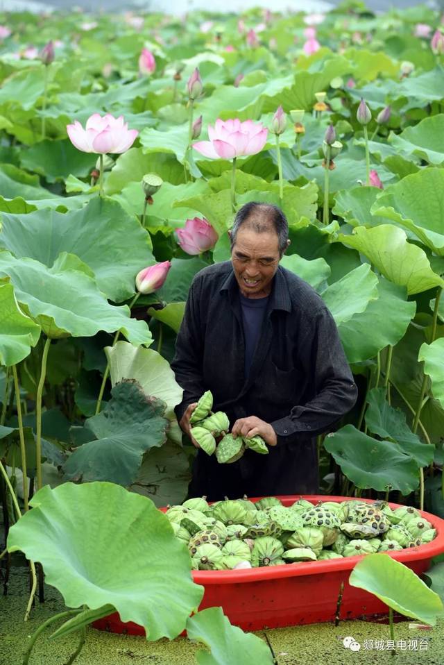 盛夏时节,马头镇3000余亩"太空莲蓬"喜获丰收,平均亩产600余公斤.