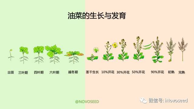 农产品基础知识系列之油菜的一生