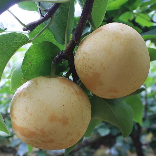 南村街坊:"解暑神器"连州水晶梨清甜上线了!