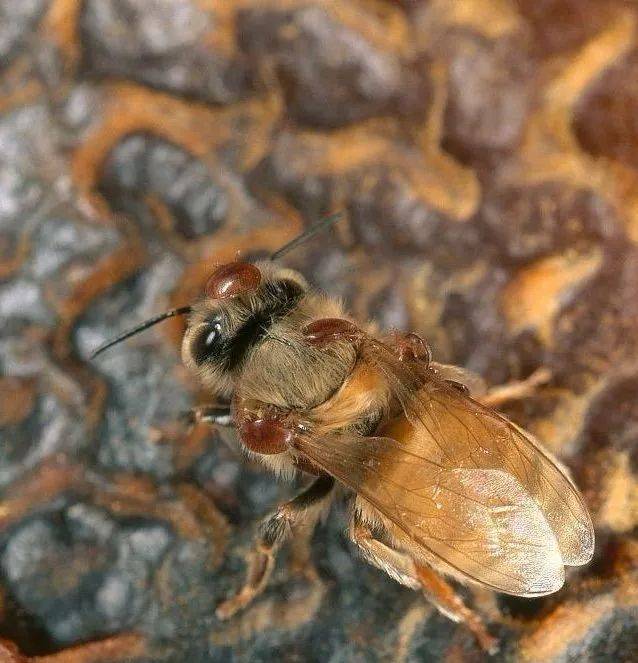 蜂螨长什么样子图片图片