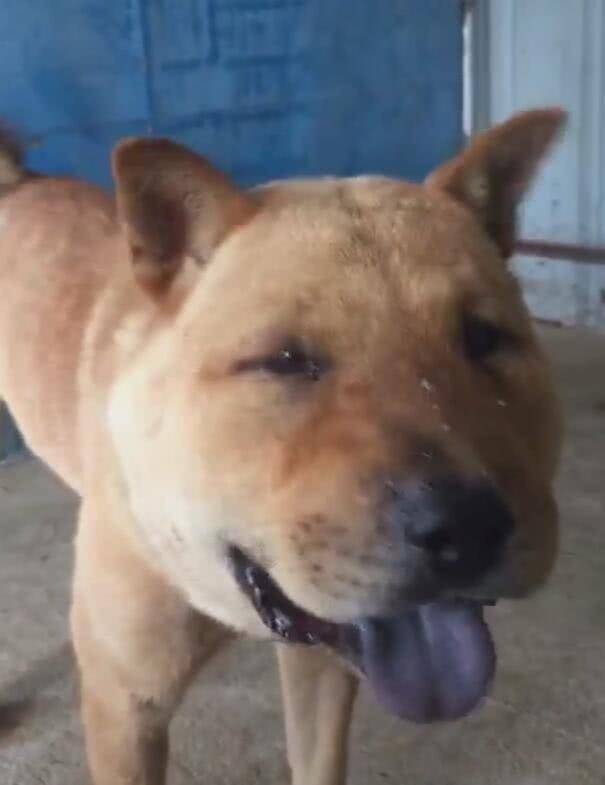 狗狗太顽皮被蜜蜂蜇到脸肿一见主人就笑土狗是蜜蜂先动手