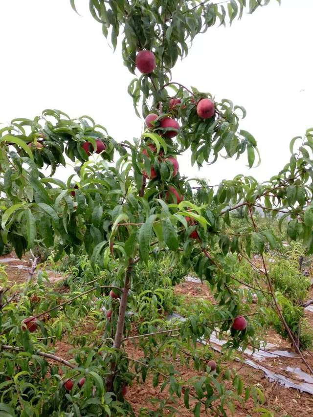 春丽桃品种介绍春丽桃树苗图片展示桃树苗种植管理技术