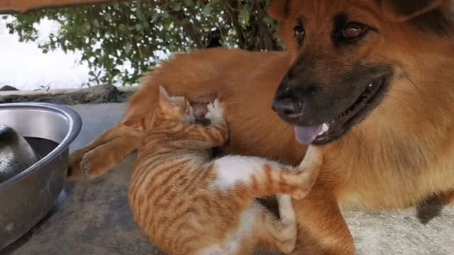 我看到一只猫跟一条狗待在一起,它们并没有打架,而是小猫躺在了狗的怀