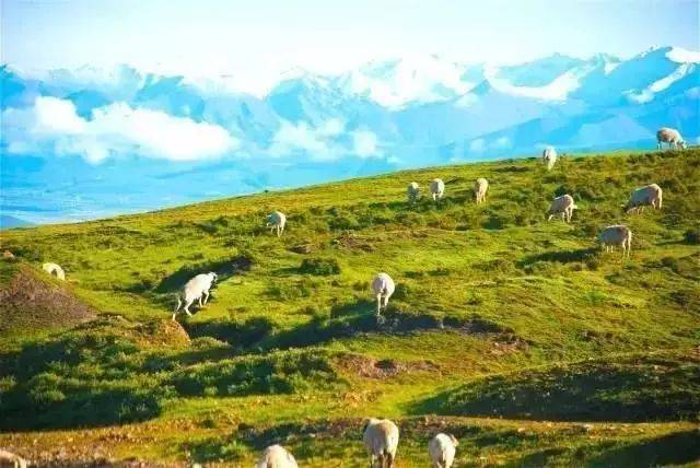 高寒牧区有哪两个,内蒙古属于高寒地区吗,四大牧区是哪四大牧区_大山谷图库