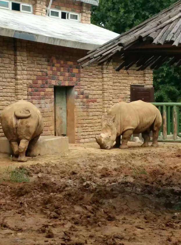 面积只有三百多亩的郑州市动物园,终于要搬到登封了,你还会去吗