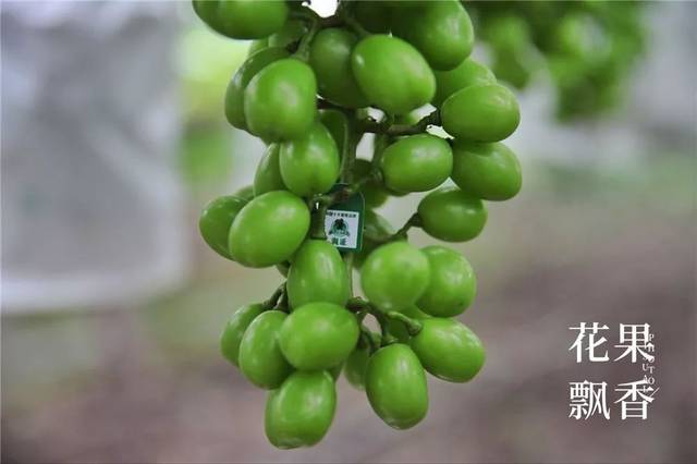 "吴小平"葡萄的品牌能值多少钱?1000万?或者更多