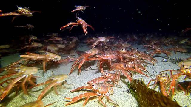 你见过龙虾密集生活在海底的场景吗?红压压的数量太多,眼都花了