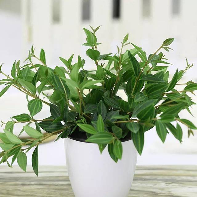 10种适合家庭种植的花卉,简单易打理.